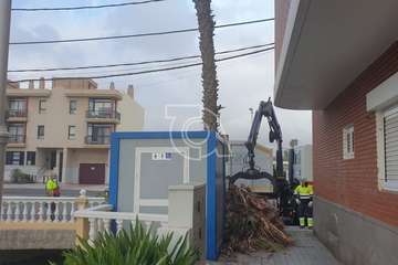 Poda y limpieza de las palmeras de Salinetas y Clavellinas/TA.